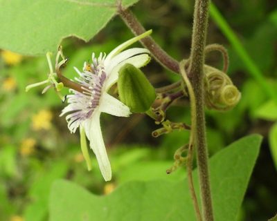 Passiflora sexflora, photographed by Grete Pasch