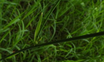 Echeandia formosa, photographed by Grete Pasch