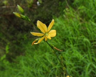 Echeandia formosa, photographed by Grete Pasch