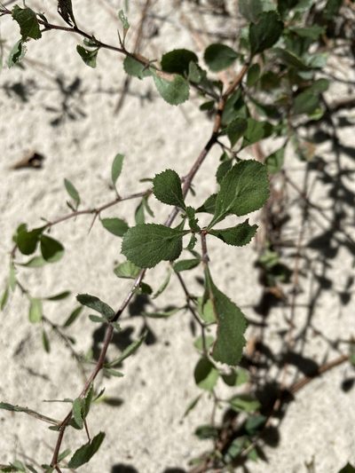 Crataegus munda, photographed by Alan Weakley
