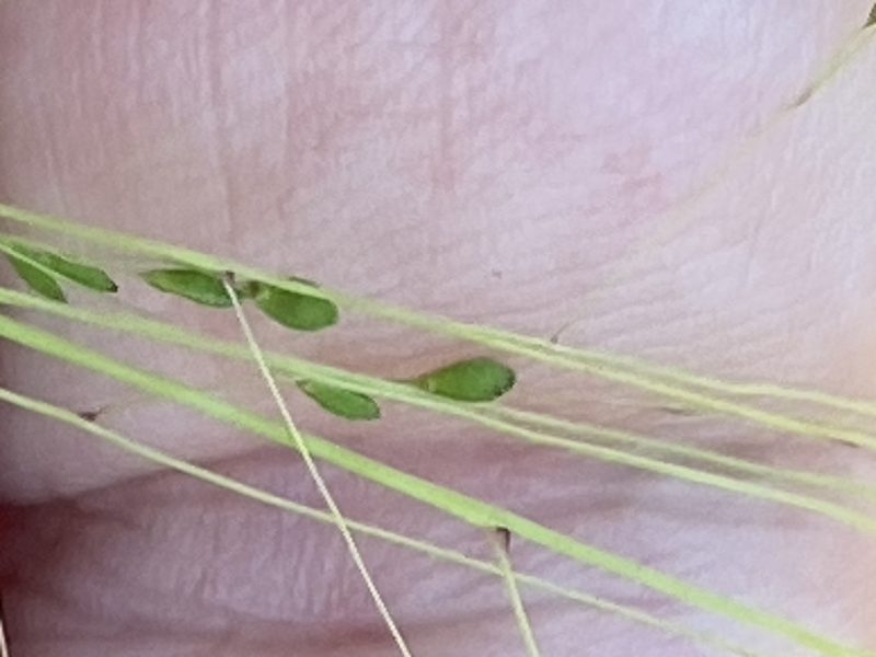 Kellochloa verrucosa, photographed by Alan Weakley