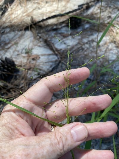 Kellochloa verrucosa, photographed by Alan Weakley