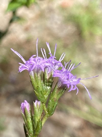 Liatris cokeri, photographed by Alan Weakley