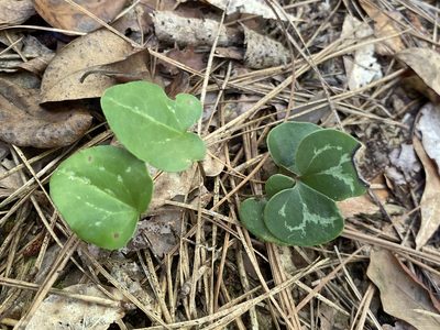 Asarum sorriei, photographed by Alan Weakley