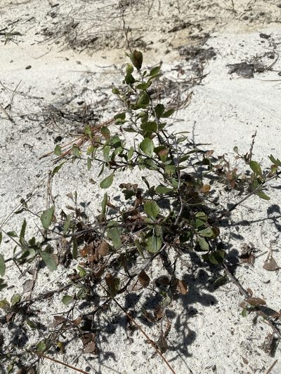 Crataegus munda, photographed by Alan Weakley