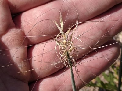 Elymus elymoides, photographed by Zoltán Stekkelpak