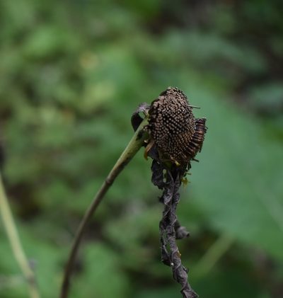 Carpesium macrocephalum, photographed by Repina Tatyana