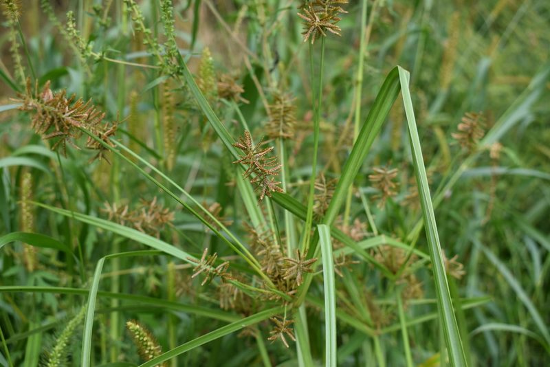 Cyperus orthostachyus, photographed by Repina Tatyana