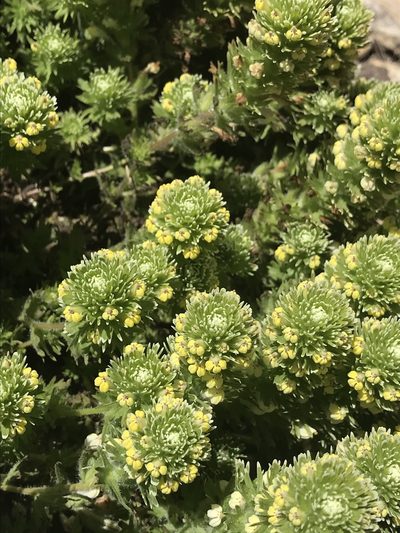 Castilleja ambigua, photographed by Marcus Tamura