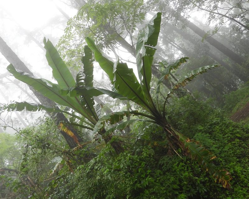 Ensete ventricosum, photographed by Grete Pasch
