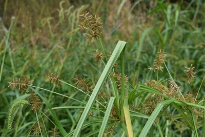 Cyperus orthostachyus, photographed by Repina Tatyana
