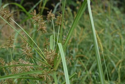 Cyperus orthostachyus, photographed by Repina Tatyana