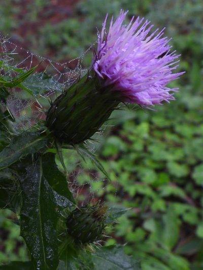 Cirsium mexicanum, photographed by Grete Pasch