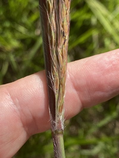Erianthus alopecuroides, photographed by Alan Weakley