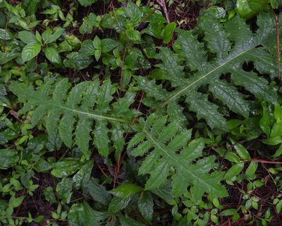 Cirsium subcoriaceum, photographed by Grete Pasch