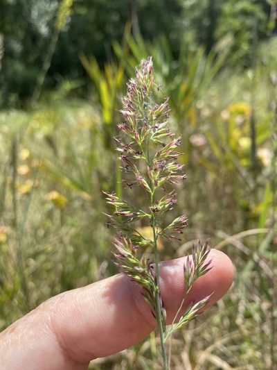 Greeneochloa coarctata, photographed by Alan Weakley