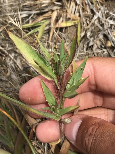 Dichanthelium lanuginosum, photographed by Marcus Tamura