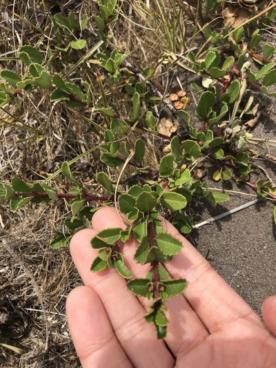 Ceanothus gloriosus, photographed by Marcus Tamura