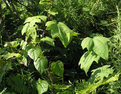 Dioscorea nipponica, photographed by Oleg Kosterin