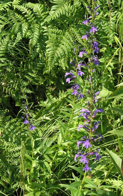 Lobelia sessilifolia, photographed by Oleg Kosterin