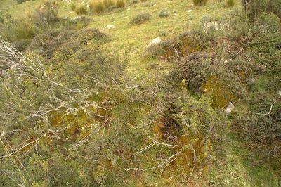 Chuquiraga spinosa, photographed by Antonio W. Salas