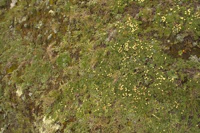 Baccharis caespitosa, photographed by Antonio W. Salas