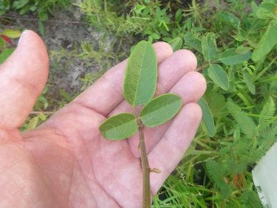 Desmodium fernaldii, photographed by cwarneke