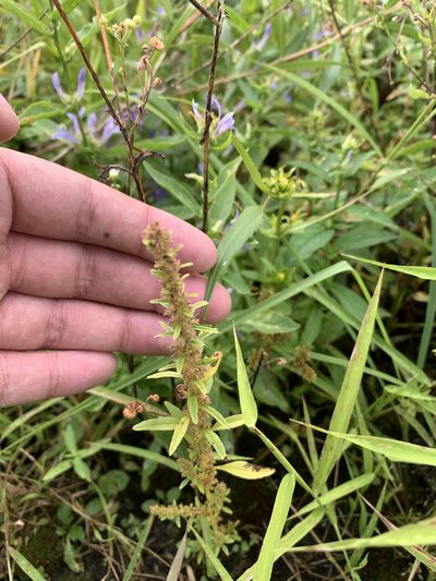Amaranthus tuberculatus, photographed by Brandon Corder