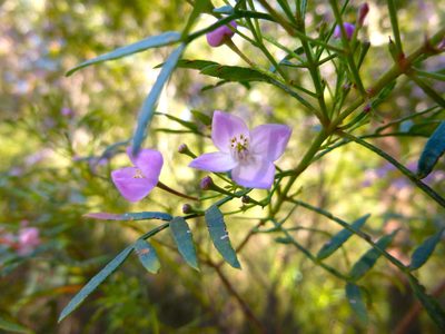Boronia thujona, photographed by Kiri Bee