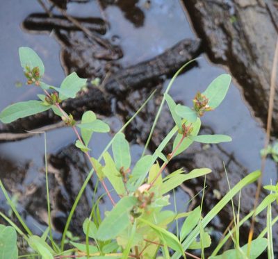 Hypericum walteri, photographed by Ashwin Srinivasan