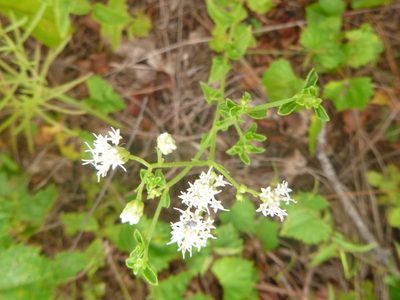 Ageratina aromatica, photographed by cwarneke