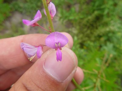 Desmodium fernaldii, photographed by cwarneke