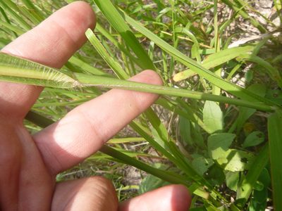 Paspalum floridanum, photographed by cwarneke