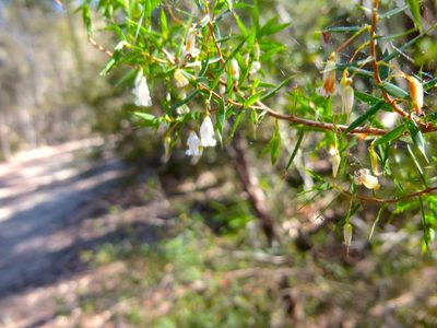 Styphelia setigera, photographed by Kiri Bee