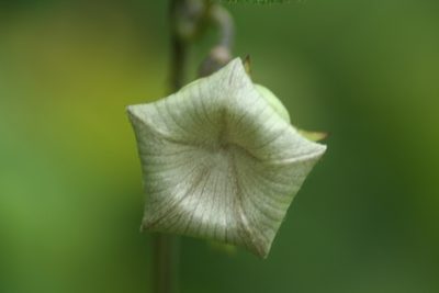Dictyanthus pavonii, photographed by Luis F. Ramírez