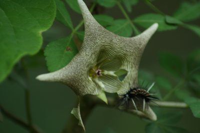 Dictyanthus pavonii, photographed by Luis F. Ramírez