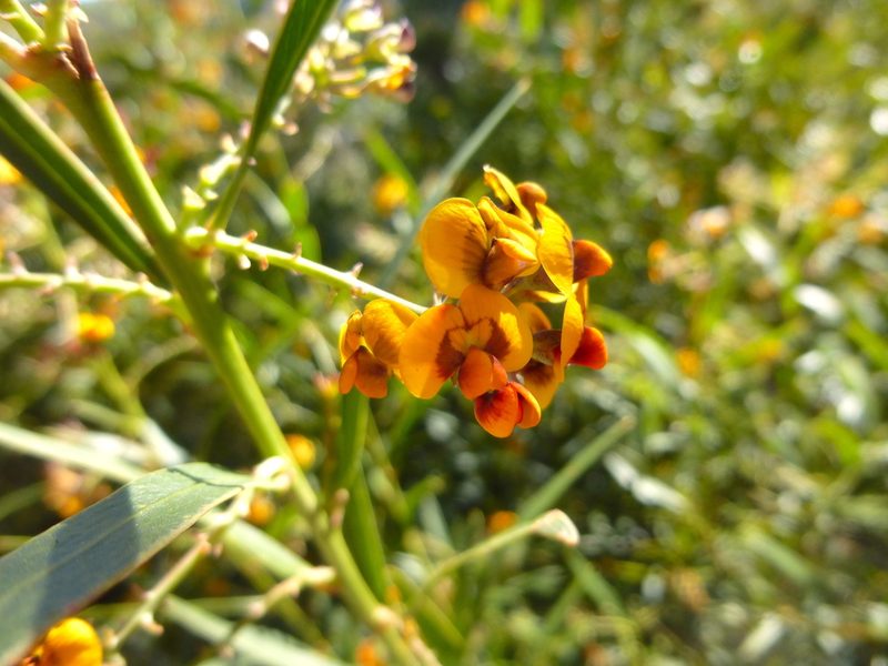Daviesia corymbosa, photographed by Kiri Bee