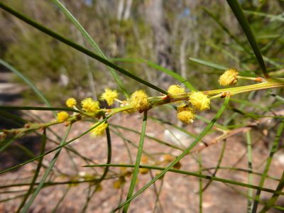 Acacia elongata, photographed by Kiri Bee