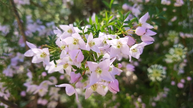 Boronia floribunda, photographed by Sofia Zvolanek