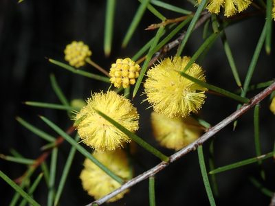 Acacia brownii, photographed by Thomas Mesaglio