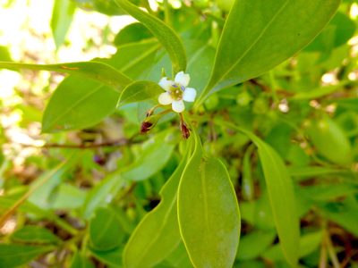 Myoporum boninense, photographed by Kiri Bee