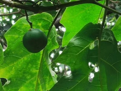 Solanum wrightii, photographed by Elías Torres Arroyo