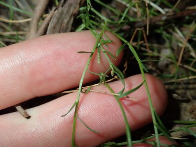Calotis lappulacea, photographed by Thomas Mesaglio