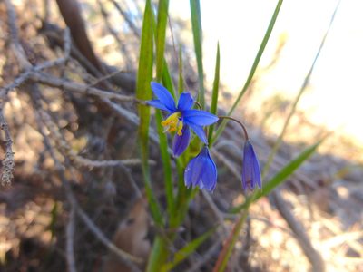Stypandra glauca, photographed by Kiri Bee