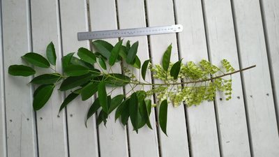 Elaeocarpus culminicola, photographed by Steve Fitzgerald