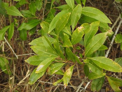 Notelaea punctata, photographed by Greg Tasney