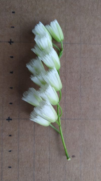 Elaeocarpus culminicola, photographed by Steve Fitzgerald