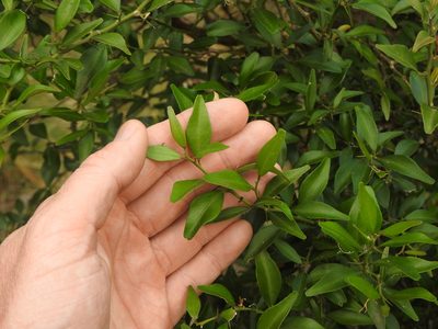 Citrus australis, photographed by Greg Tasney