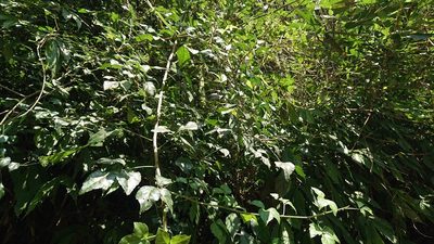Eleutherococcus trifoliatus, photographed by 沈玟伶(Wen-Ling Shen)