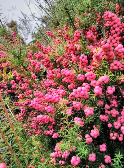 Leptecophylla oxycedrus, photographed by Andrew Harvey